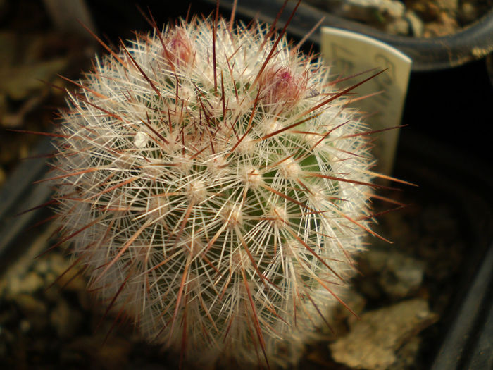 ECHINOCEREUS LEDINGII