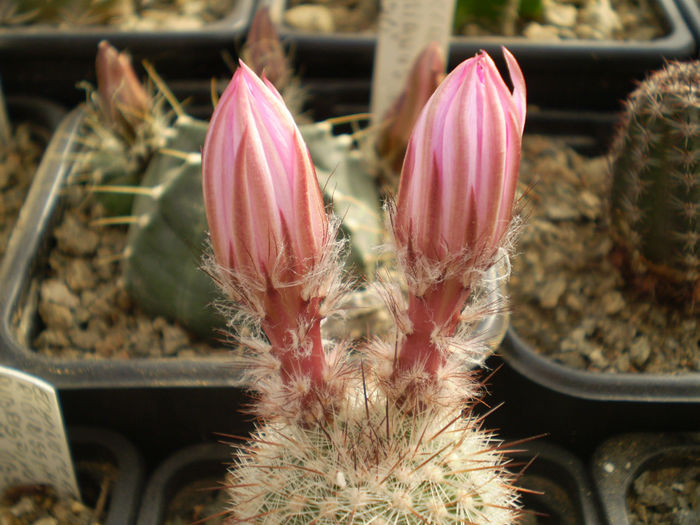 ECHINOCEREUS LEDINGII