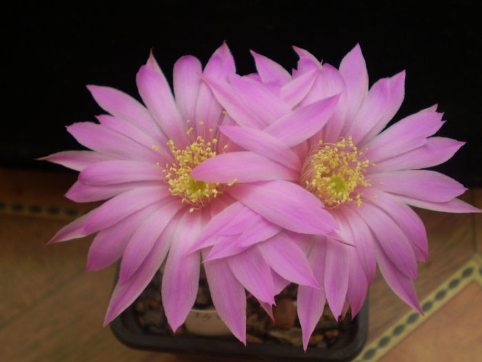 ECHINOCEREUS LEDINGII - AAA CACTUSI 2014