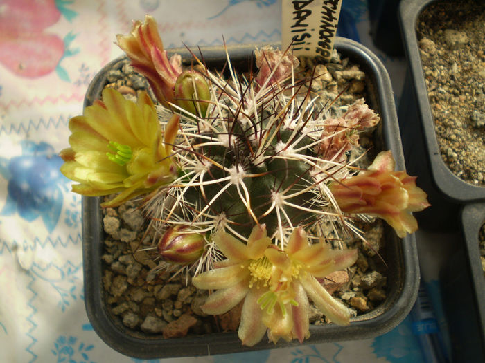 ECHINOCEREUS DAVISII - AAA CACTUSI 2014