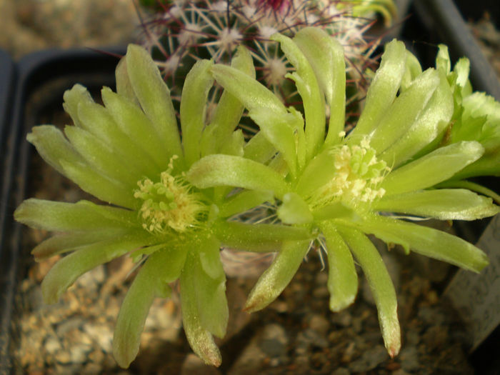 ECHINOCEREUS VIRIDIFLORUS SSP CORELLI - AAA CACTUSI 2014