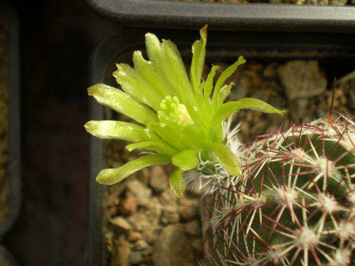 ECHINOCEREUS VIRIDIFLORUS SSP CORELLI - AAA CACTUSI 2014