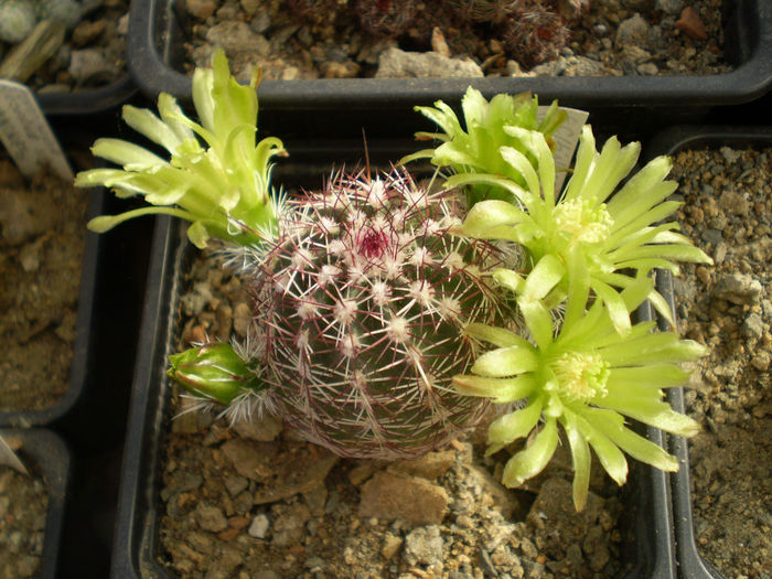 ECHINOCEREUS VIRIDIFLORUS SSP CORELLI