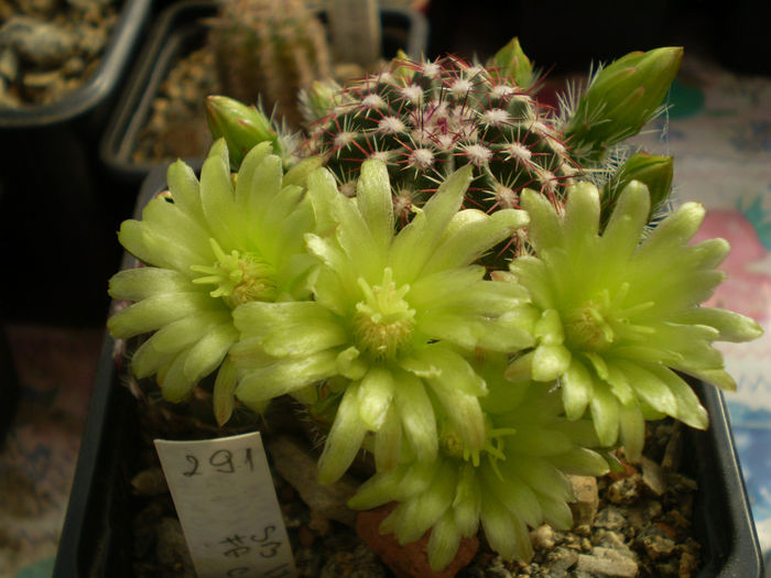 ECHINOCEREUS VIRIDIFLORUS V MINOR