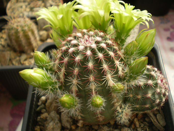 ECHINOCEREUS VIRIDIFLORUS V MINOR - AAA CACTUSI 2014