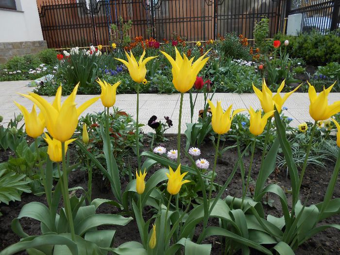 lalele lily flowered west point - yyy 2014 gradina mea