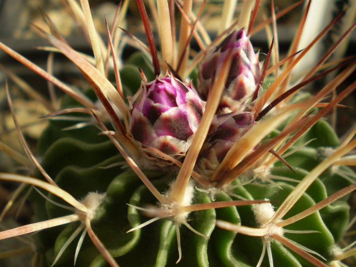 ECHINOFOSSULOCACTUS - AAA CACTUSI 2014