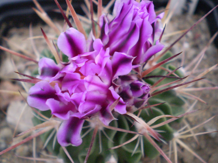 ECHINOFOSSULOCACTUS - AAA CACTUSI 2014