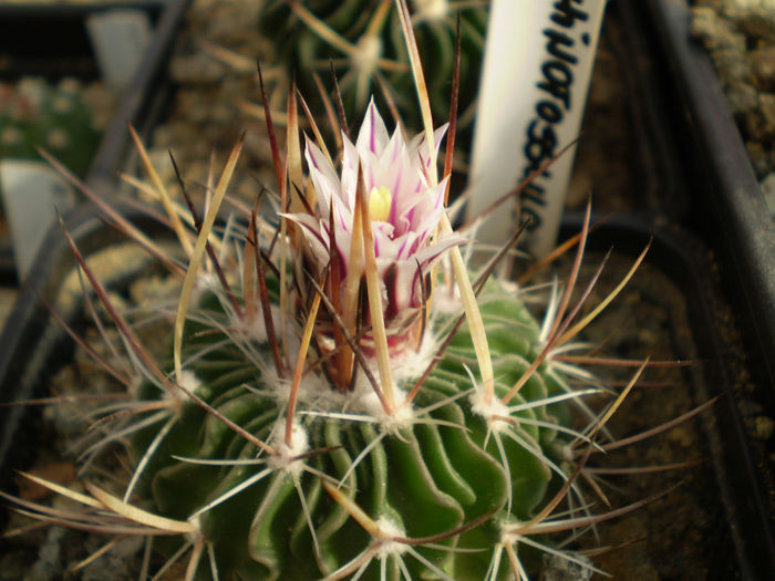 P3180374 - AAA CACTUSI 2014