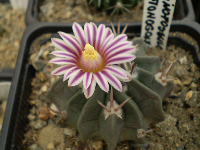 ECHINOFOSSULOCACTUS COPTONOGONUS