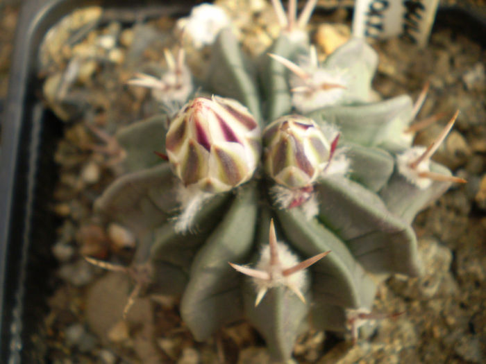 ECHINOFOSSULOCACTUS COPTONOGONUS