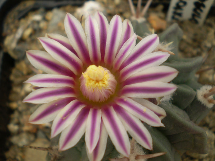 ECHINOFOSSULOCACTUS COPTONOGONUS