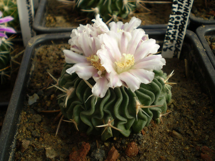 ECHINOFOSSULOCACTUS PHYLLACANTHUS V VIOLACIFLORUS