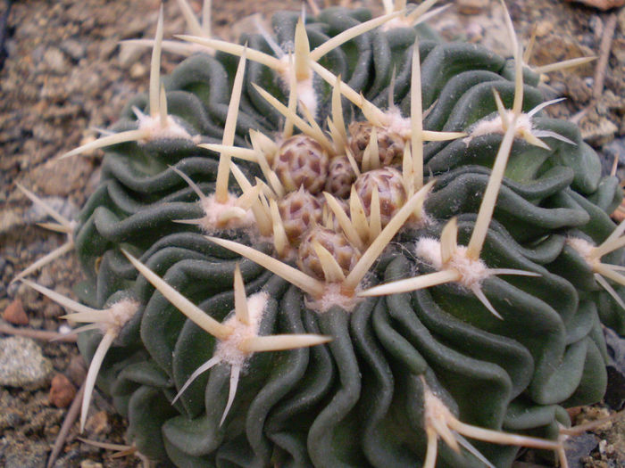 ECHINOFOSSULOCACTUS PHYLLACANTHUS V VIOLACIFLORUS