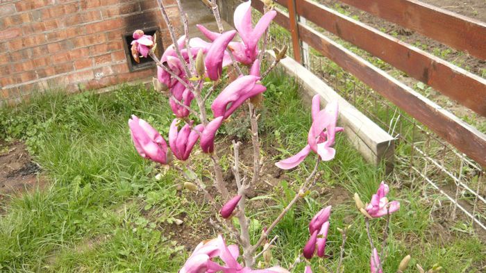 013 - 2014 primavara