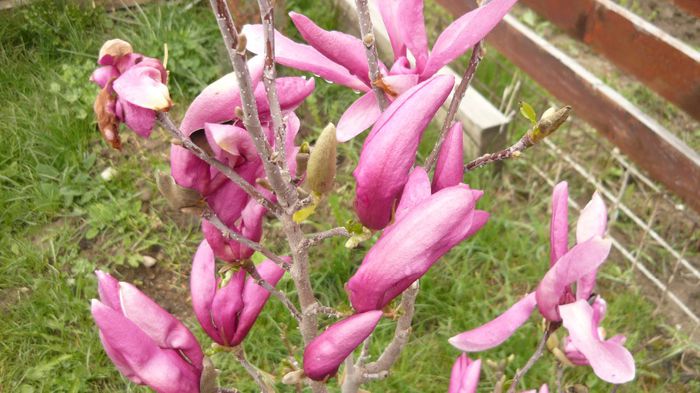 014 - 2014 primavara