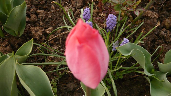 027 - 2014 primavara