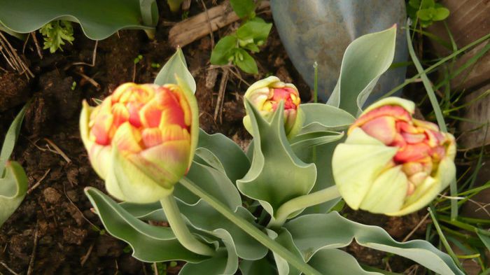 028 - 2014 primavara