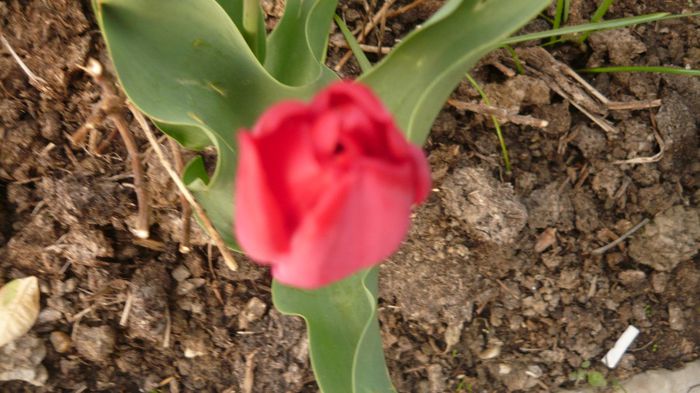 031 - 2014 primavara