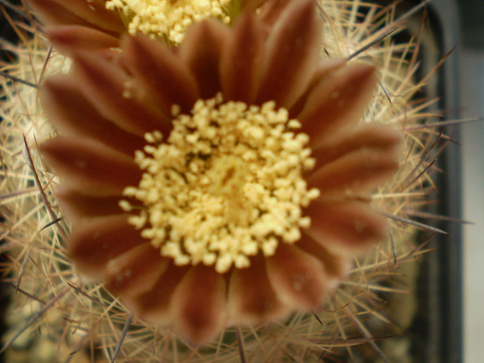 ECHINOMASTUS DURANGENSIS