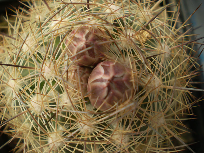 ECHINOMASTUS DURANGENSIS