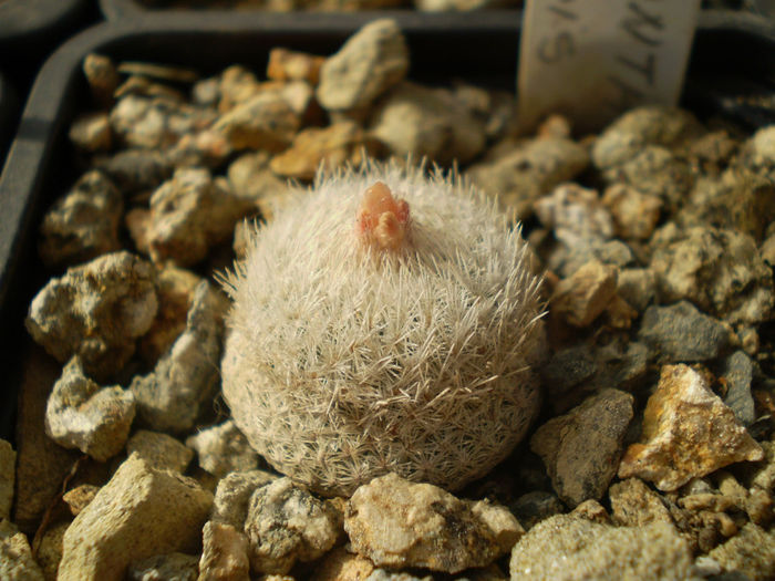 EPITHELANTHA MICROMERIS