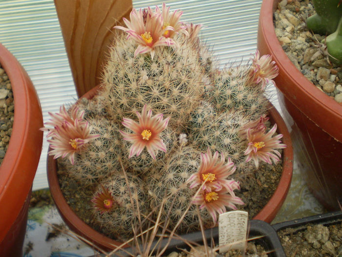 ESCOBARIA DASYACANTHA