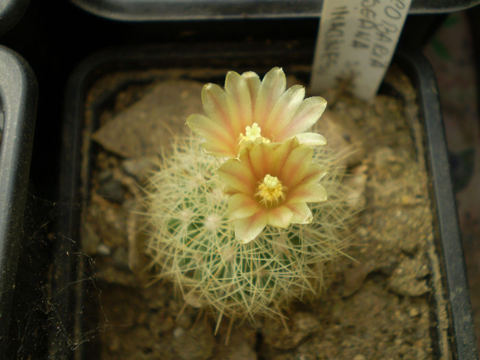 ESCOBARIA ROSEANA