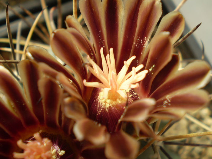 GLANDULICACTUS UNCINATUS