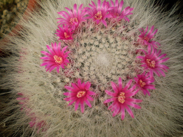 P3240201 - AAA CACTUSI 2014