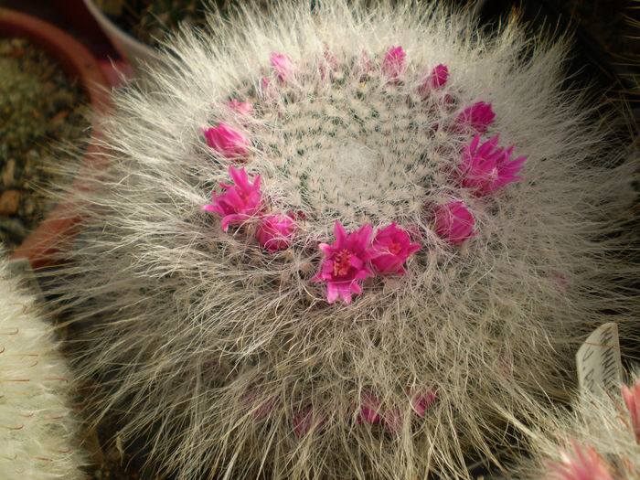 P3180401 - AAA CACTUSI 2014