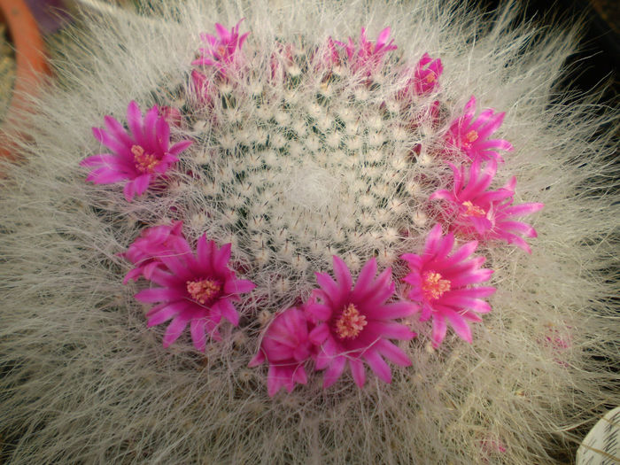 P3190462 - AAA CACTUSI 2014