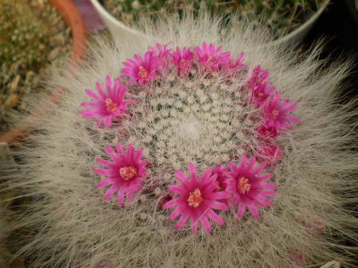 P3200023 - AAA CACTUSI 2014