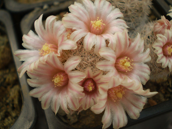 P3140240 - AAA CACTUSI 2014