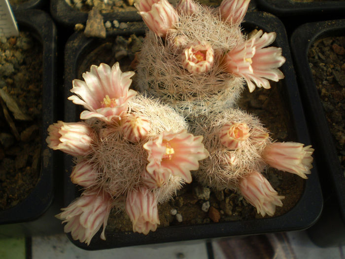 P3090148 - AAA CACTUSI 2014