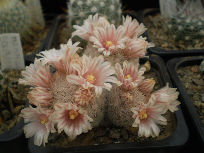 P3120160 - AAA CACTUSI 2014