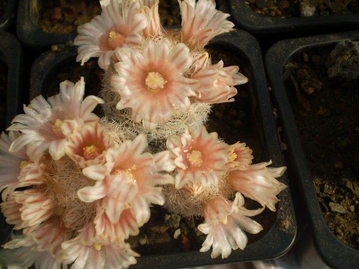 P3120177 - AAA CACTUSI 2014