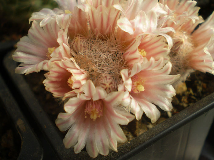 P3120178 - AAA CACTUSI 2014