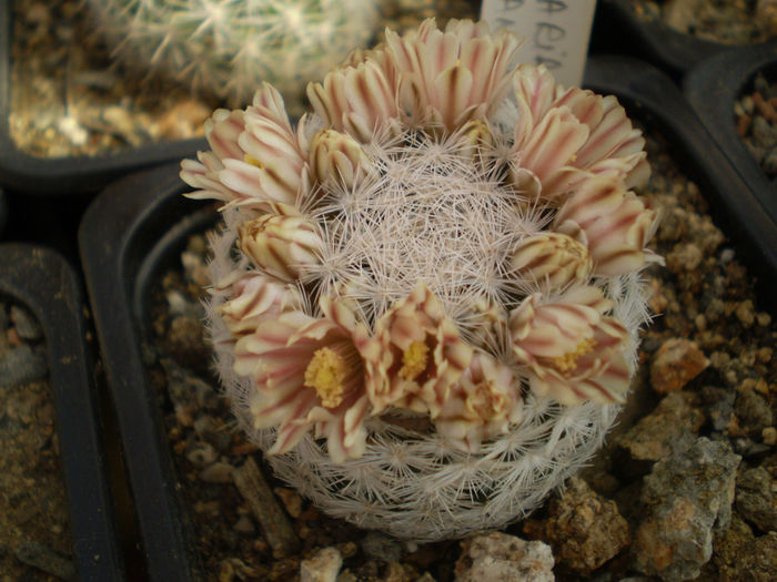 P3090151 - AAA CACTUSI 2014
