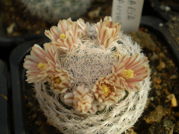 P3120181 - AAA CACTUSI 2014