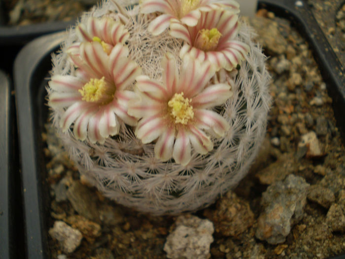 P3140242 - AAA CACTUSI 2014