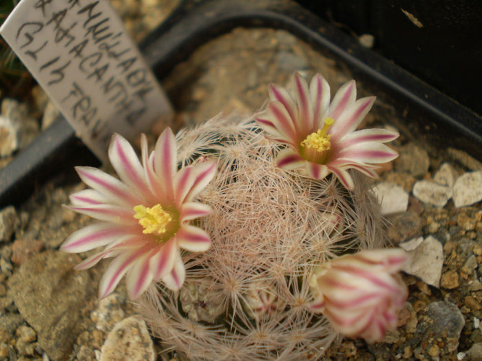 P3140243 - AAA CACTUSI 2014