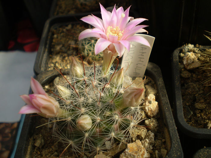 P3180393 - AAA CACTUSI 2014