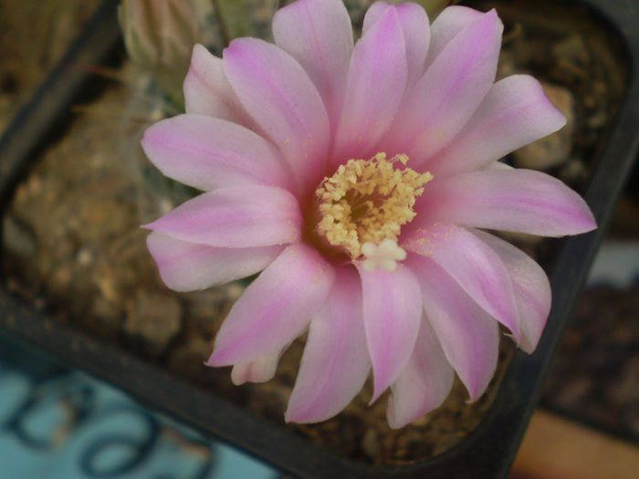 P3240195 - AAA CACTUSI 2014