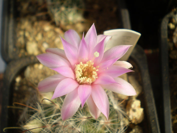 P3180392 - AAA CACTUSI 2014