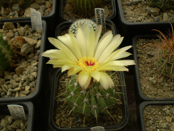 NOTOCACTUS BUININGII