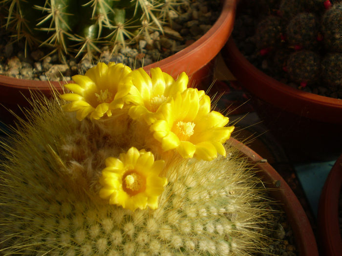 P3090147 - AAA CACTUSI 2014