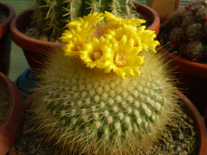 P3180408 - AAA CACTUSI 2014