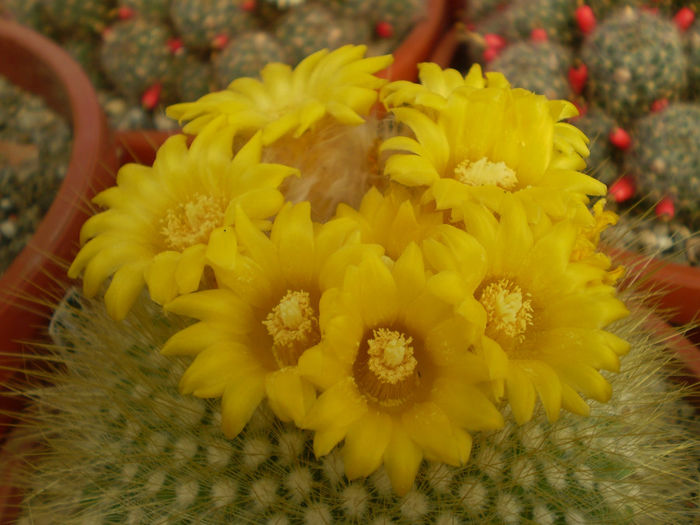 PARODIA CHRYSACANTHION - AAA CACTUSI 2014