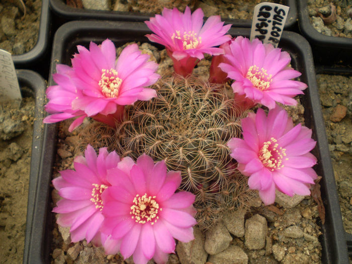 SULCOREBUTIA CRISPATA